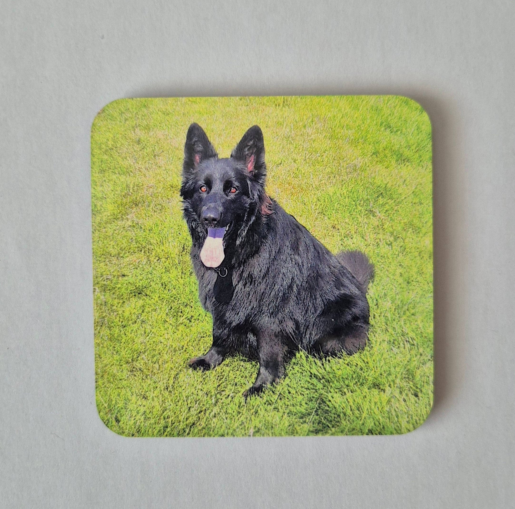 Coaster with a Black Female German Shepherd