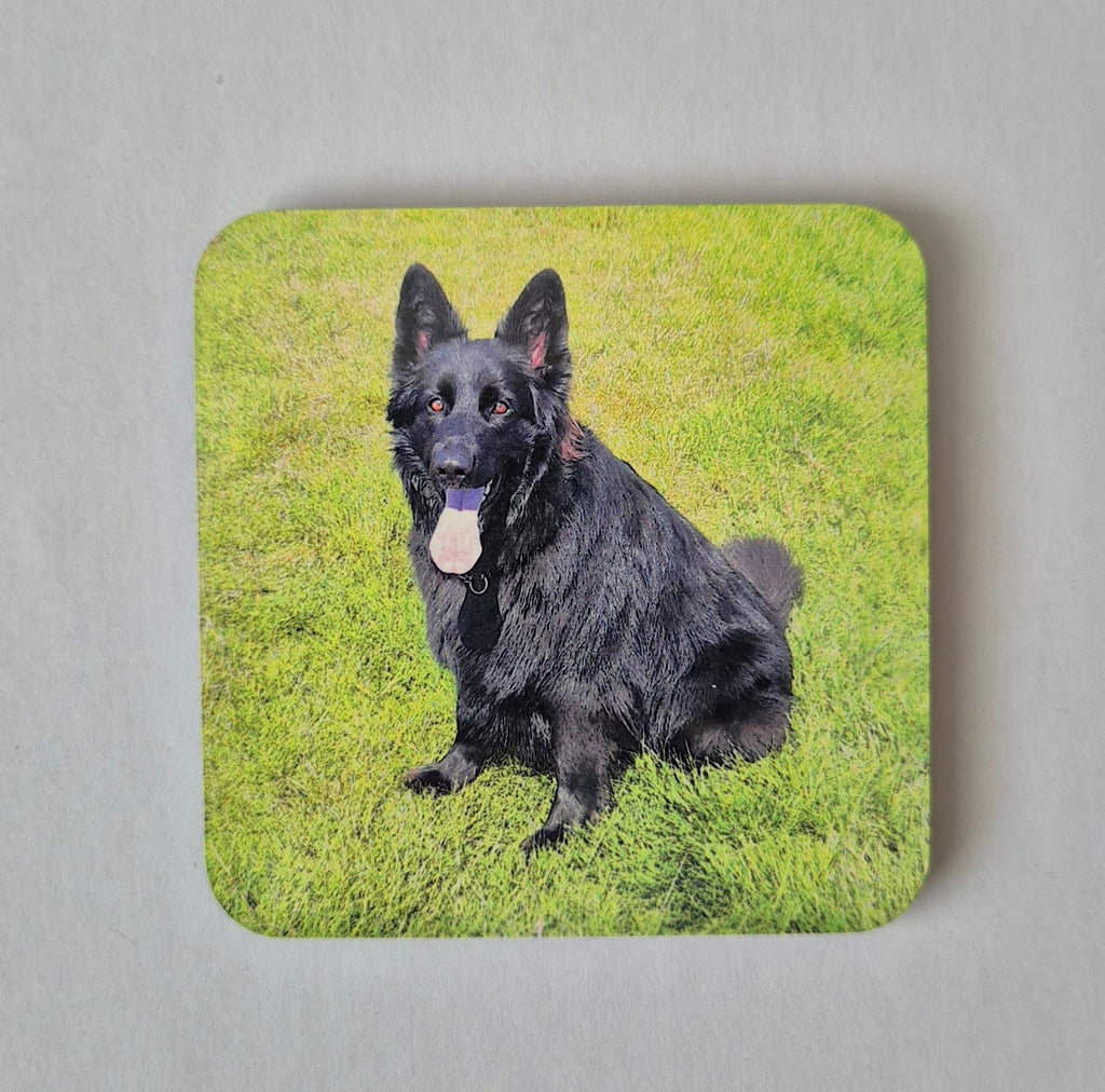Coaster with a Black Female German Shepherd
