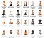 Rainbow Bridge Pet Loss Card