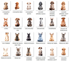 Rainbow Bridge Pet Loss Card