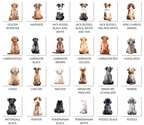 Rainbow Bridge Pet Loss Card